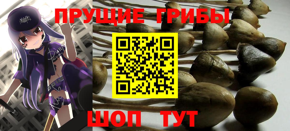 Псилоцибиновые грибы Cubensis Саки